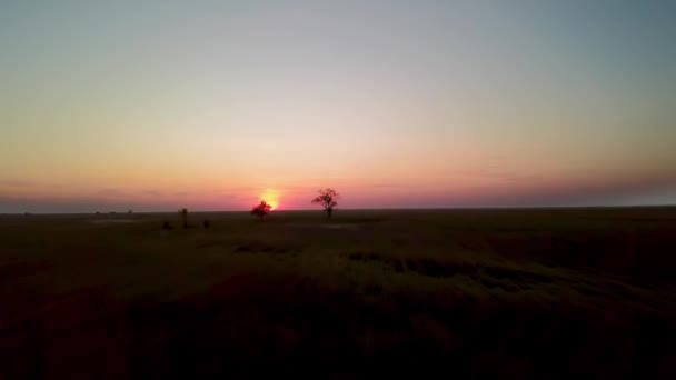 Luftaufnahme Des Baumes Bei Sonnenuntergang Der Prärie Einsamer Baum Bei — Stockvideo