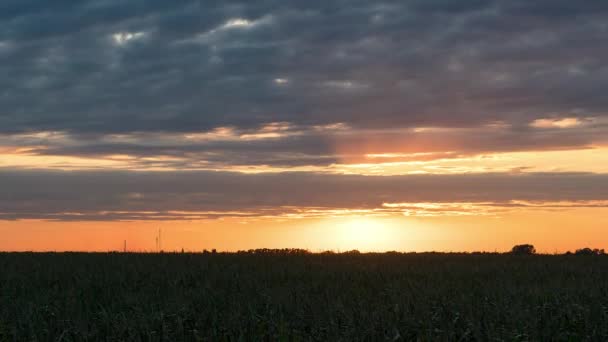 トウモロコシ畑での日没の時間の経過 草原での日没 草原での日没 フィールド上での赤い太陽 フィールド上での朝の太陽ハイパー ラプス — ストック動画