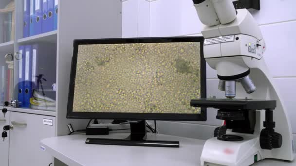 Arbeit Mit Dem Mikroskop Wissenschaftlerin Und Biolabor Experiment Frau Arbeitet — Stockvideo
