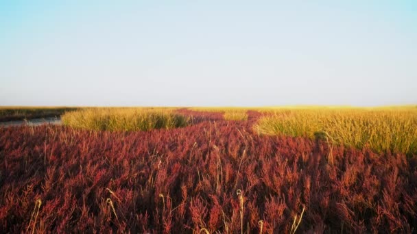 Farben Der Herbststeppe Bei Sonnenaufgang Rotes Steppengras Bei Sonnenaufgang Sonnenaufgang — Stockvideo