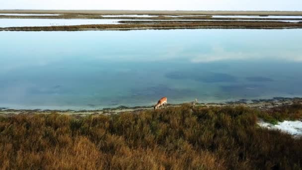 Ciervos Orilla Del Lago Otoño Vista Aérea Ciervos Estepa Otoño — Vídeos de Stock