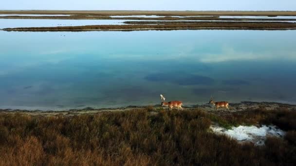 Herten Oever Van Het Meer Herfst Luchtfoto Van Herten Herfststeppe — Stockvideo