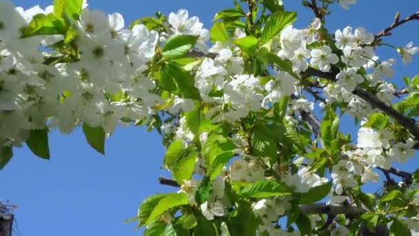 リンゴの花の終わり 開花中のリンゴの木のリンゴの花の終わり 開花中のリンゴの木の枝 果実の植物 4月の開花 白い春の花 — ストック動画