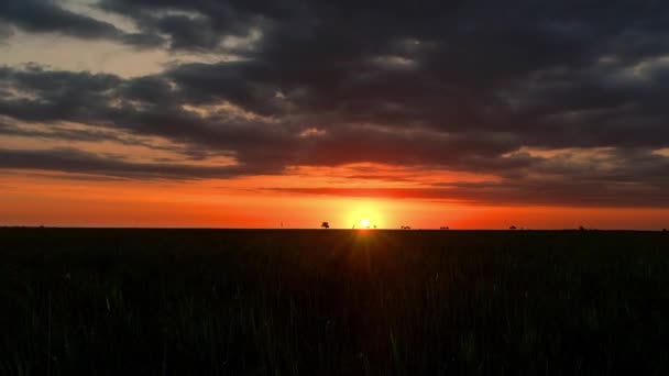 Sonnenaufgang Auf Dem Weizenfeld Zeitraffer Sonnenaufgang Der Steppe Zeitraffer Sonnenaufgang — Stockvideo