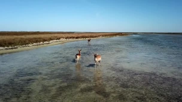 Vue Aérienne Cerfs Eau Peu Profonde Cerfs Sika Dans Lac — Video