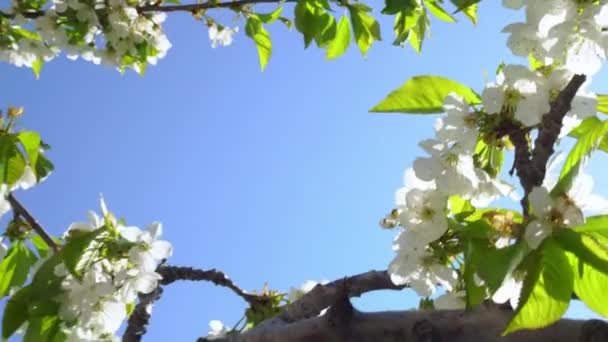 Appelbloesem Close Close Van Appelbloesems Een Bloeiende Appelboom Tak Van — Stockvideo