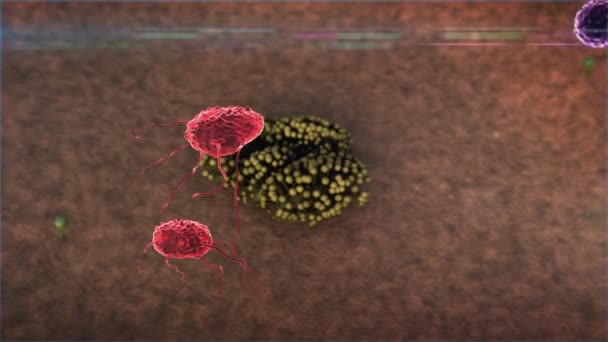 リンパ球は真菌を攻撃し 真菌はウイルスを殺し 人体内では3Dグラフィックス 癌細胞に対するリンパ球 ウイルスや細菌を殺します — ストック動画