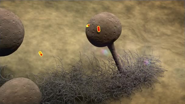 action antibiotique sur les infections fongiques, l'infection antibiotique et fongique, à l'intérieur du corps humain, graphiques 3D médicaux, virus et bactéries 