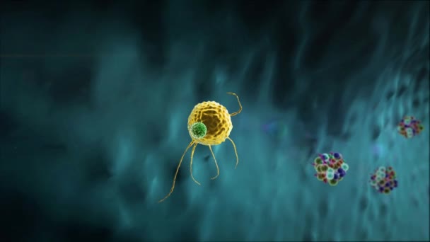 Phagocyte Coronavirus Lymphocyte Kills Viruses Human Body Medical Graphics Lymphocyte — Vídeo de stock