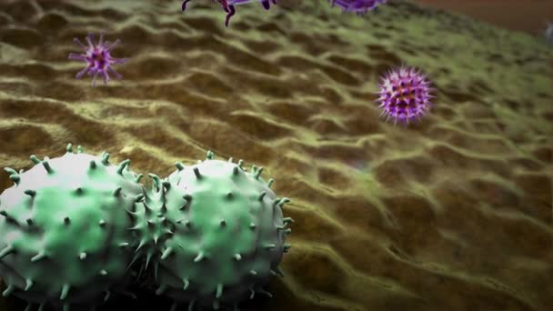 Fagocyten Coronavirus Lymfocyten Doodt Virussen Het Menselijk Lichaam Medische Graphics — Stockvideo