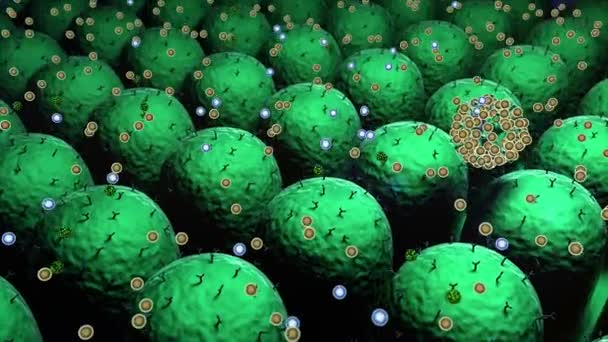 Coronavirus Och Antikroppar Dödar Virus Makrofage Och Virus Medicinsk Video — Stockvideo