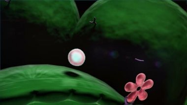 İnsülin, molekül, insülin mekanizması, glikoz, insülin, molekülün yapısı 