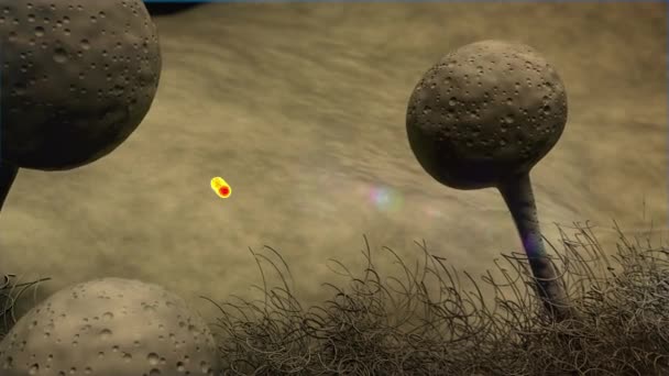 action antibiotique sur les infections fongiques, l'infection antibiotique et fongique, à l'intérieur du corps humain, graphiques 3D médicaux, virus et bactéries 