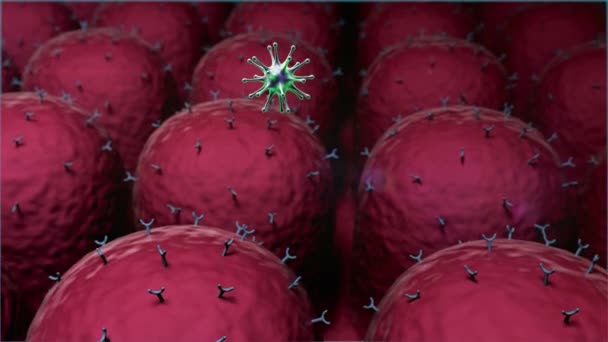 Coronavirus Und Antikörper Antikörper Töten Die Viren Makrophagen Und Viren — Stockvideo