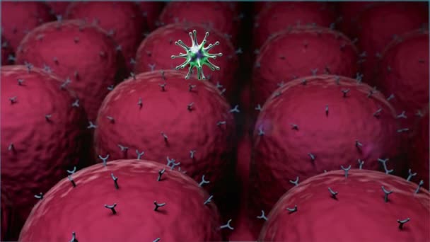 Coronavirus Anticuerpo Los Anticuerpos Matan Los Virus Macrófago Virus Los — Vídeo de stock