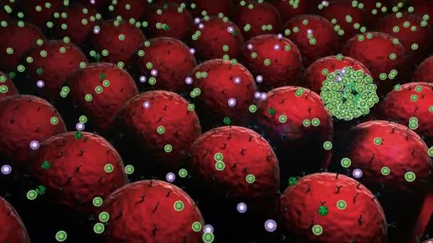 Coronavirus Und Antikörper Antikörper Töten Die Viren Makrophagen Und Viren — Stockvideo