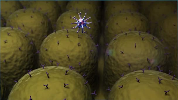 Coronavirus Och Antikroppar Dödar Virus Makrofage Och Virus Medicinsk Video — Stockvideo