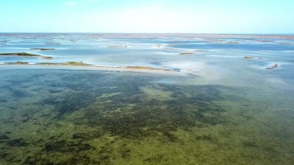 Vista Aérea Rebanho Cisnes Brancos Nas Ilhas Vista Aérea Bandos — Vídeo de Stock