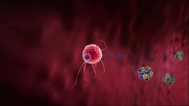 抗体はコロナウイルス ウイルス細胞 リンパ球を攻撃し Tリンパ球は移行ウイルスを攻撃し リンパ球に攻撃され ウイルスのマクロファージ攻撃 — ストック動画