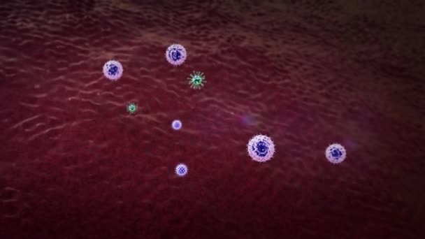 Fresszellen Töten Coronavirus Menschlichen Körper Medizinische Grafiken Lymphozyten Lymphozyten Lymphozyten — Stockvideo