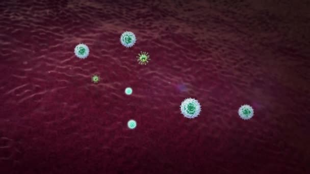 Fresszellen Töten Coronaviren Menschlichen Körper Medizinische Grafiken Lymphozyten Lymphozyten Lymphozyten — Stockvideo