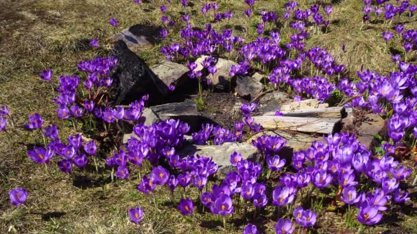 Feu Éteint Crocus Fleurs Crocus Fleurs Sur Clairière Feu Joie — Video