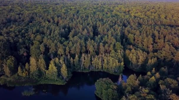 从空中俯瞰农村的湖泊 日落时的森林湖泊 — 图库视频影像
