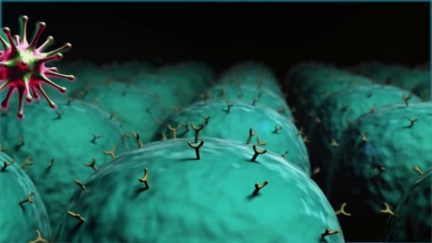 Coronavirus Anticorps Les Anticorps Tuent Les Virus Macrophage Virus Vidéo — Video