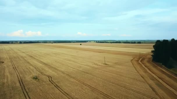 Widok Powietrza Pole Pszenicy Widok Lotu Pszennego Europejskie Pola Pszenicy — Wideo stockowe