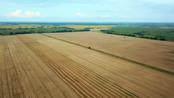 Повітряний Вид Пшениці Вигляд Звалища Пшениці Європейські Поля Пшениці Повітряний — стокове відео