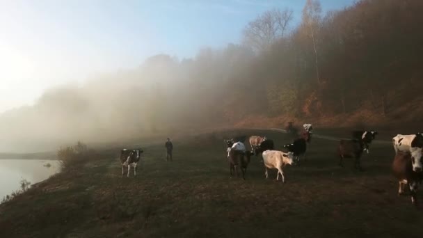 Sabah Sisli Ineklerin Hava Manzarası Sonbahar Sisli Ineklerin Hava Manzarası — Stok video