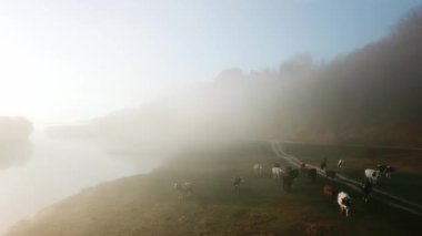 Sabah sisli ineklerin hava manzarası, sonbahar sisli ineklerin hava manzarası.
