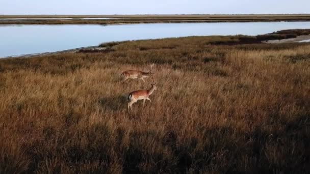 Vue Aérienne Cerfs Dans Steppe Automne Cerfs Sika Dans Steppe — Video