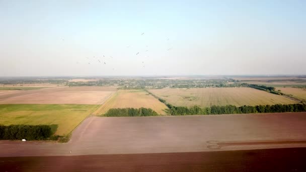 Luchtfoto Van Ooievaars Een Geploegd Veld Grote Zwerm Vliegende Ooievaars — Stockvideo