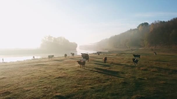 Flygfoto Besättningen Kor Morgondimman Vid Floden Flygfoto Kor Morgonen Höstdimma — Stockvideo