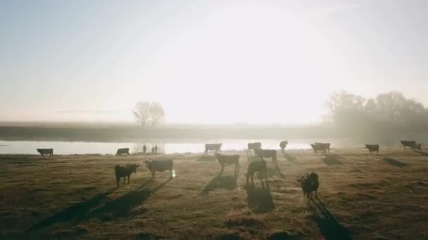Vista Aérea Del Rebaño Vacas Niebla Mañana Junto Río Vista — Vídeo de stock