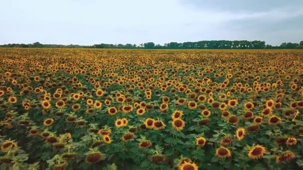vue aérienne du champ de tournesols, vol au-dessus d'un champ de tournesols, vol au-dessus des tournesols fleuris sur un fond de ciel 