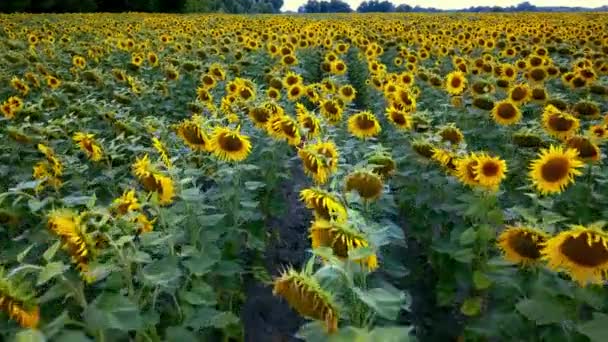 Luchtfoto Van Zonnebloemen Veld Vlucht Een Veld Van Zonnebloemen Vlucht — Stockvideo