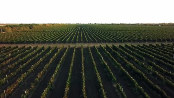 Widok Lotu Ptaka Winnicę Świcie Grona Winogron Porannym Słońcu Niebieskie — Wideo stockowe