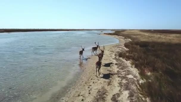 Vista Aérea Ciervos Orilla Del Lago Ciervos Sika Estepa Otoño — Vídeos de Stock