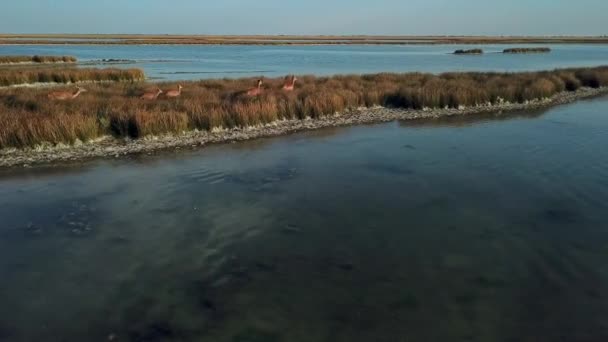 Vista Aérea Veados Margem Lago Veados Sika Estepe Outono Rebanho — Vídeo de Stock