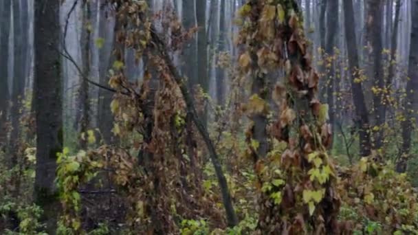 Bosque Otoño Niebla Mañana Niebla Fresca Bosque Niebla Bosque Virgen — Vídeo de stock