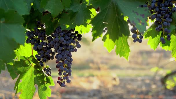 夜明けにブドウ畑 朝の太陽の下でブドウの束 日の出にブルーブドウを閉じる ブドウ畑 ワイナリーでブドウの赤ワインブドウ 夜明けにブドウ畑 — ストック動画