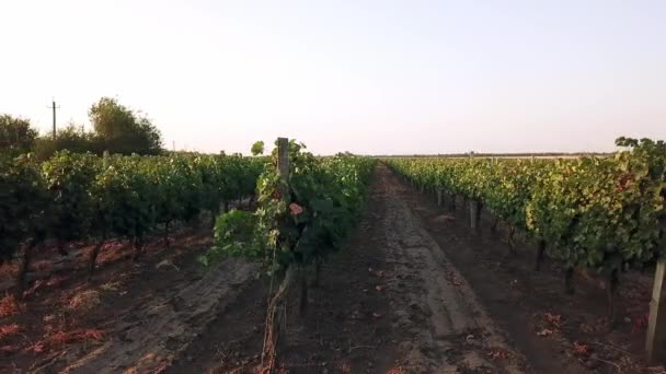 夜明けにブドウ畑の空中ビュー 朝の太陽の下でブドウの束 日の出に青いブドウ空中 ワイナリーでブドウ畑の赤ワインブドウ — ストック動画