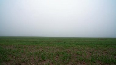 Siste genç buğday tarlası, sabah sislerinde genç buğday tarlası, buğdayda sabah çiyleri