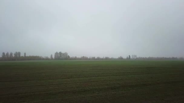 Luftaufnahme Des Feldes Von Jungem Weizen Nebel Flug Über Morgentau — Stockvideo