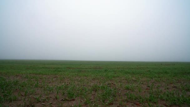 Feld Des Jungen Weizens Nebel Feld Des Jungen Weizens Morgennebel — Stockvideo