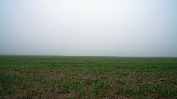 Campo Trigo Moço Nevoeiro Campo Trigo Moço Névoa Manhã Orvalho — Vídeo de Stock