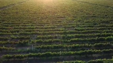 Şafak vakti üzüm bağının hava manzarası, sabah güneşinde üzüm demetleri, gün doğumunda havadan mavi üzümler, şaraphanede üzüm bağları.