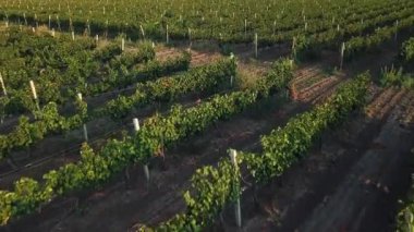 Şafak vakti üzüm bağının hava manzarası, sabah güneşinde üzüm demetleri, gün doğumunda havadan mavi üzümler, şaraphanede üzüm bağları.